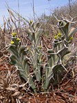 Euphorbia buruana Maktau GPS184 Kenya 2012_PV1477.jpg